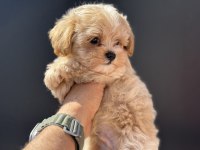 Petmode köpek çiftliğinde ziyarete açık maltipoo