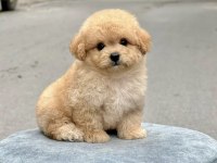 Maltipoo Oğlumuz Thor