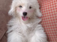 Acil Sahiplendirme Köpeğimiz
