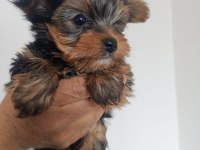 Yorkshire terrier erkek köpeğimiz