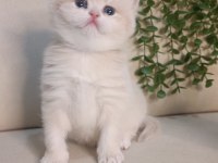 SAFKAN BRİTİSH ÇİKOLATA GOLDEN