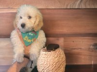 SAFKAN TOY POODLE YAVRULARI