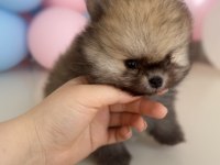 Show kalite pomeranian boo
