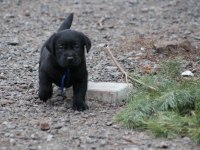 Safkan ırk garantili labrador retriever yavrular