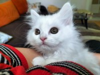 Yetişen Alır Hemen Teslim British Shorthair