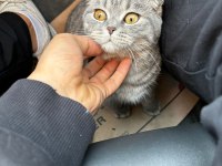 9 aylık kedimizi sahiplendiriyoruz