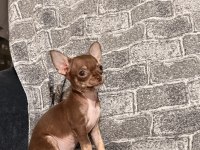 Kg Garantili Teacup Chihuahua Bebekler