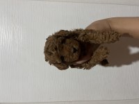Kore kan toy poodle erkekler