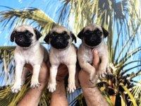 YAVRU PUG DİŞİ ERKEK MEVCUT