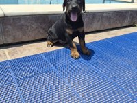 King Doberman Yavrular