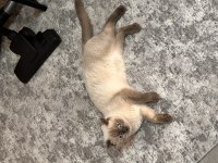 Ücretsiz Scottish Blue Point Kedi Sahiplendirme