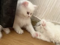 Şaka gibi ama gerçek british longhair tatlişler