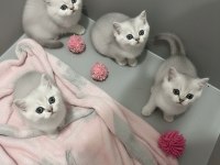 A kalite british shorthair bebekler
