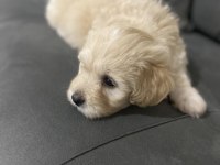 Maltipoo 3 aylık