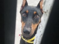 Kesik Doberman Eğitimli