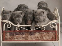 A KALİTE CANE CORSO YAVRULARI