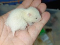 ÖZEL TÜR HAMSTER (EVCİL)