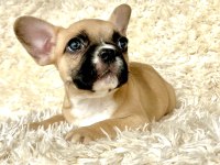 Dişi Nadir Renkli French Bulldog Miniklerim