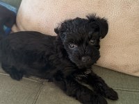 Kara Bebek 3 Aylık Maltipoo