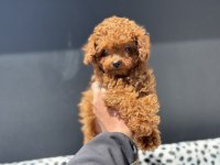 Ankarada kore toy poodle yavrular petmode den