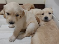 GOLDEN RETRİEVER KÖPEĞİ
