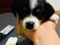 6 aylık ırkının tüm özelliklerini taşıyan pinscher