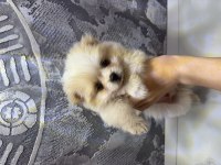 Orijinal Pomeranian Bebekler