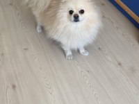 Pomeranian Oğlumuz Latte