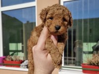 SEVİMLİ TOY POODLE YAVRULARIM 