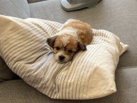 2 aylık dişi yavru köpeğimiz mosi