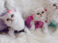 2 aylık british longhair