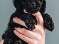 Solid black maltipoo yavrular