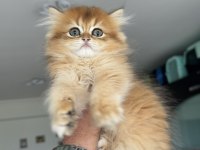 Golden longhair british yavrumuzu canlı görün