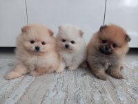 Ayı surat pomeranian bebekler