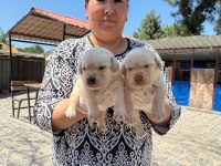 Golden retriever yavrularımız ruhsatlı çiftliğinden