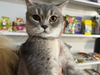 British shorthair kedimiz