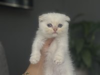 SCOTTISH FOLD SILVER YAVRULARIM 