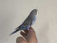 Bebek Muhabbet Kuşu Yeni Yeme Düşmüştür