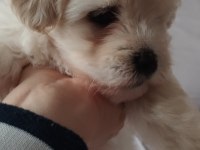 Dişi ve erkek bebek köpekler