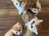 Golden British Shorthair Yavrular