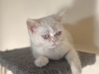 BRİTİSH SHORTHAİR ERKEK YAVRU