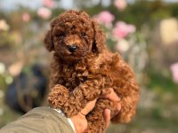 baba 1.4 kore (dark red) anne 2 kg toy poodle red brown