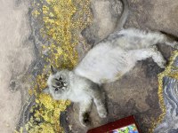 Sahibinden yetişkin british longhair