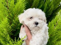 Maltese Terrirer Bebişler