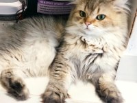 Secereli safkan British Longhair erkek
