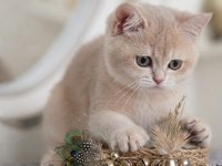 Lila Golden British Shorthair