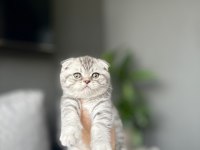SCOTTISH FOLD YAVRULARIM 