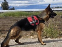 Safkan şecereli aman çoban köpeği