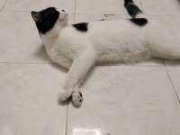 Kedimize Acil Yuva Aranıyor