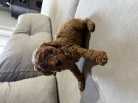 Toy poodle dişi ve erkek köpeğimiz